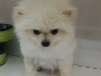 Yeni yuvasına gitmeye hazır pomeranian