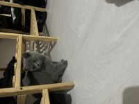 2 Aylık Safkan British Shorthair