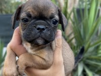 2 dişi 1 erkek pug