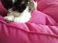 Aile ortamında shih tzu bebekler