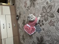 Yuvarlak kafam scottish fold