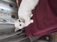 Dişi british shorthair kısır değil