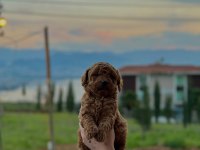 Toy poodle köpeği