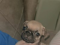 Pug köpeği