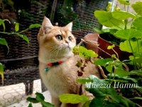 British Shorthair Ny11 Dişi