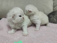 Minikler sizleri bekliyor kendi scottish kedilerim