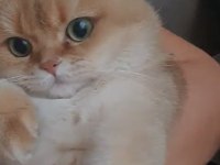 British shorthair ny11 golden