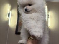 Aile Yanında Büyüyen Safkan Pomeranian Yavrular