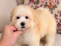 Biblo Maltipoo Oğlumuz