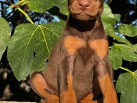 KIZIL SAFKAN DOBERMAN YAVRULARIMIZ