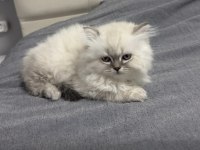 British Longhair Erkek 2 Aylık