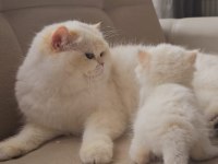 British shorthair yavrular üst kalite show her kodda yavru