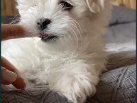 Teacup Maltese Terrier