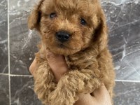 Orjinal toy poodle bebekler