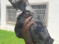 French bulldog