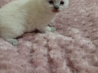 5 adet yavru british shorthair