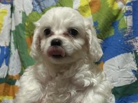 yavru maltese terrier