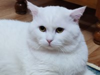 Koca kafa British Longhair Behlül