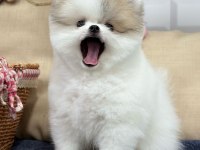2 Aylık Dişi-Erkek Pomeranian Boo Yavrularımız