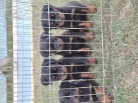 A Şecereli Üst Düzey Kaliteli Rottweiler Yavrular