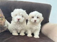 Maltipoo Yavrum 55 Günlük