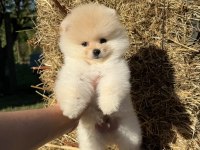 AYICIK KAFA POMERANİAN BOO TEDDY FACE