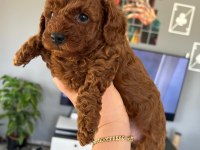 Dişi erkek sevimli poodle
