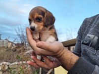 Safkan Beagle Yavruları
