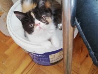 Exotic shorthair