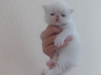 Persian bebekler sahiplendirme