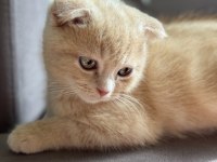 Erkek Scottish fold