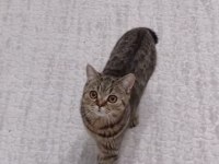 Çok uysal sevecen evcil kedimiz