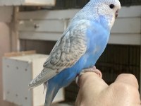 Ele omuza alıştırmalık muhabbet kuşlarımız