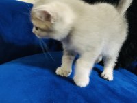 Mama ve tuvalet eğitimi tamamlanmış british shorthair