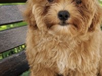 Maltipoo Cinsi Yavrular 3 Aylık