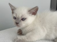 British shorthair 55 günlük kediler