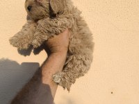MALTİPOO CİNSİ KÖPEKLERİMİZ