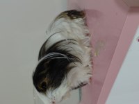 Erkek ginepig