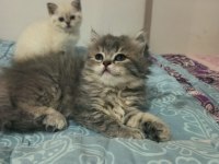 British Shorthair / Longhair Yavrular