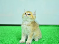 Şampiyon soyundan ny 11 golden british shorthair