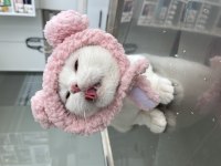 Akıllı yetişkin dişi kedi british shorthair bal göz