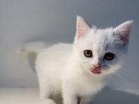 Kendini Sevdiren Bir Bebek Kedimiz Eşyaları İle Verilecek