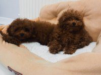 Ankaranın En Güzel Red Brown Toy Poodle Yavruları