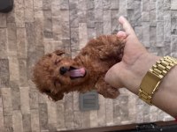 BÜYEMEYEN GERÇEK TOY POODLE KISA BURUNLU