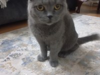 7 aylık british shorthair
