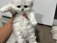 2 Aylık Safkan British Mavi Göz Longhair