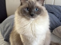 1,5 yaş dişi ragdoll kızıma eş arıyorum