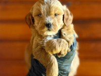 Tuvalet Eğitimli Maltipoo Yavrusu