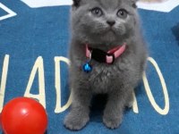 British Shorthair Scottish Fold dişi erkek yavrular