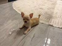 Orijinal elma kafa chihuahua